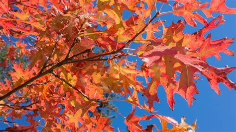 pin oak autumn glory arbor day blog