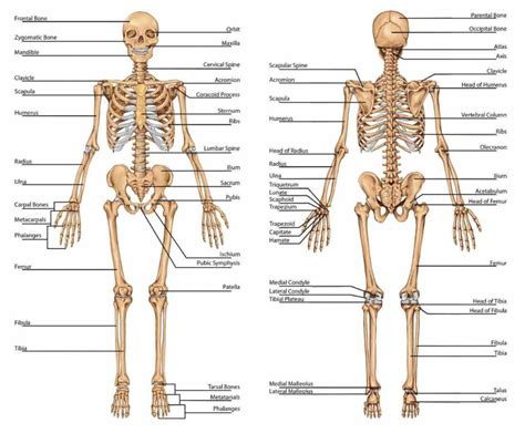 bones functions   provide support give  bodies shape