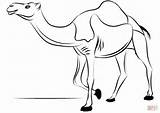 Camello Dromedario Camellos Dromedary Dibujar Kameel Rysunek Camels Printable Wielbłąd Kolorowanka Unicornios Obraz Categorías Kolorowanki Dla sketch template