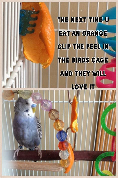 budgie toys budgie parakeet budgies bird parrot toys parakeets diy parakeet cage blue