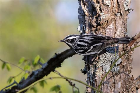 ebird checklist  apr  cheatham wma  charbet road  species