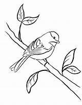 Coloring Pages Clipart Chickadee Bird Supplies Line Printable Cliparts Clipartbest Drawing Samanthasbell Colouring Library Clip Az Easy Kids Stencils Adult sketch template
