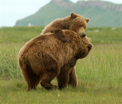 animal wildlife grizzly bear images   information
