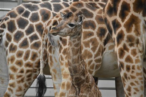 safaripark beekse bergen wordt verblijd met de geboorte van een giraf nvd dierentuinen