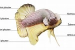 Afbeeldingsresultaten voor Pseudophichthys splendens Anatomie. Grootte: 150 x 100. Bron: www.nanofish.cz