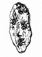 Afbeeldingsresultaten voor Trichogypsiidae Wikipedia. Grootte: 137 x 170. Bron: lifecatalog.ru