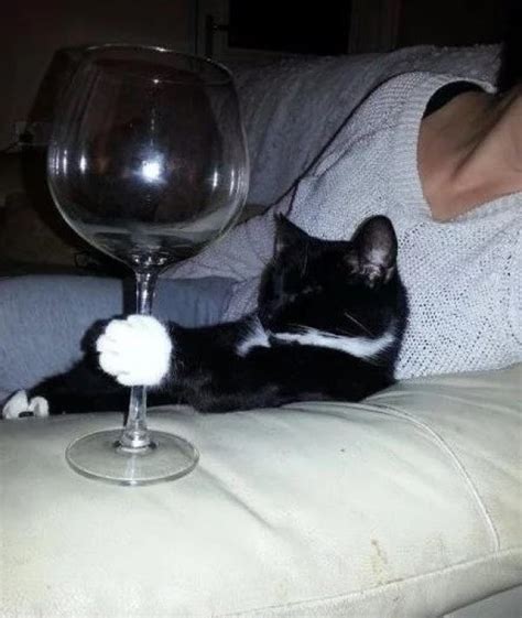 Cat Drinks Wine And Gets Drunk Cat Uiu