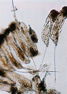 Afbeeldingsresultaten voor "Tricolocampe Cylindrica". Grootte: 133 x 185. Bron: web.yokkaichi-u.ac.jp