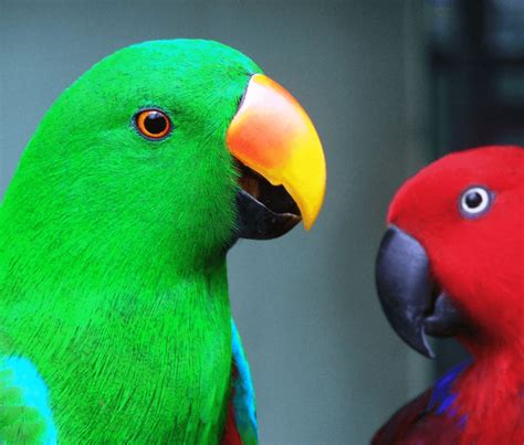 eclectus parrot eclectus parrot characteristics     pet