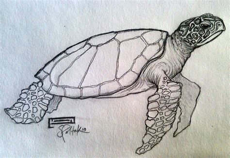 pin  ceres trinh  ocean  images turtle drawing turtle