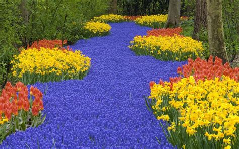 daffodils tulips muscari spring road trees flower garden