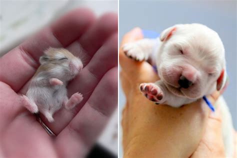 adorable tiny baby animals    innocent  pure