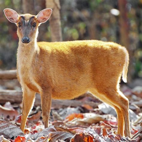 Mix · Meet 6 Small And Bizarre Deer Species
