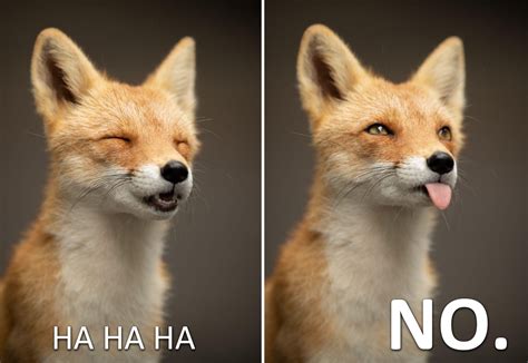 fox meme reverythingfoxes