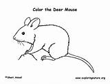 Coloring Mouse Deer Exploringnature sketch template