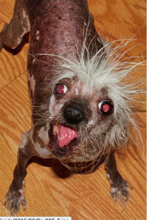meet  adorably ugly pups   worlds ugliest dog competition
