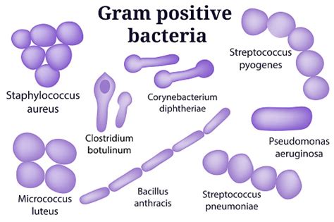 Hand Drawn Microbiology Set Gram Positive Bacteria Stock Illustration