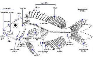 draw a well labelled diagram of a tilapia of bony fish
