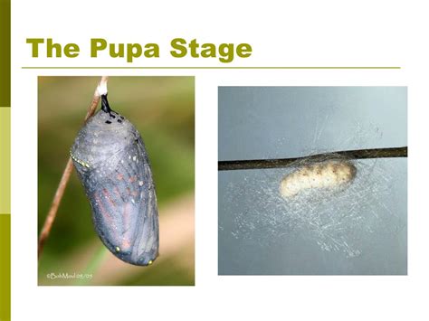 life cycles  frogs  butterflies powerpoint