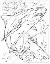 Coloring Pages Kids Shark National Geographic Coloriage Color Requin Printable Basking Book School Animals Rigolo Books Animal Print Comments Adult sketch template