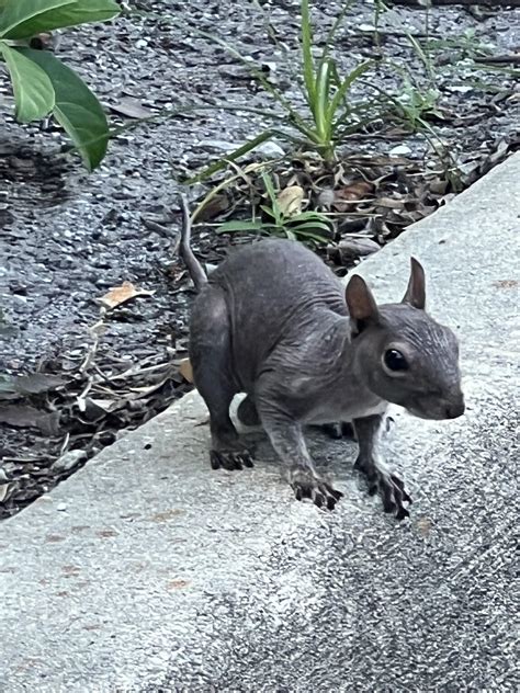 squirrel   fur