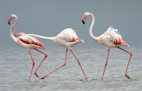 greater flamingo  greater flamingo images nature wildlife