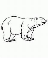 Gelo Animais Bear Coloring Desene Ursi Disegni Ours Vivem Colorare Bears Colorat Orso Coloriages Everfreecoloring Qbebe sketch template