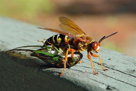Giant Wasp Making You Nervous Uf Ifas Entomology And Nematology