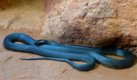 venomous land snake based  ld  inland taipan