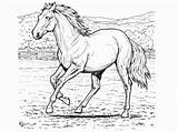 Coloring Pages Clipart Horse Library Horses sketch template