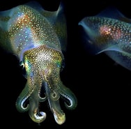 Image result for Sepioteuthis lessoniana. Size: 188 x 185. Source: reefguide.org