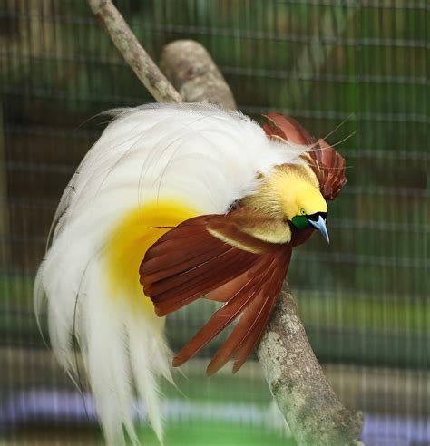 Lesser Bird Of Paradise Showcasing His Gorgeous Plumage