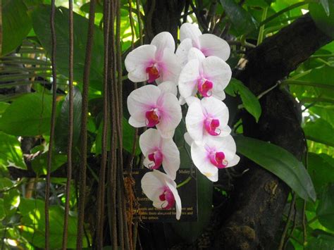 orchids  rainforest  beautiful orchids orchids  arrangements pinterest beautiful
