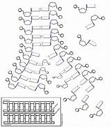Helix Double Replication Answer Science Blueprint Nucleic Designlooter Molecule Chromosomes sketch template