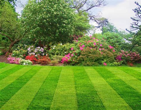 neighbourhood realtor preparing  lawn  spring