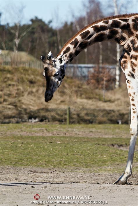 dierentuin de beekse bergen httpwwwbnnewsnl