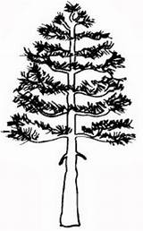 Coloring Pine Tree Trees Template Longleaf Leaves Picasa sketch template