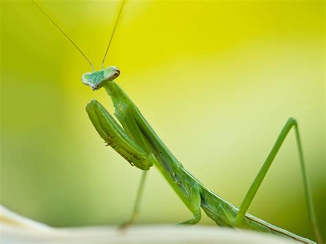 Female Mantises Eat Males Even Without Sex