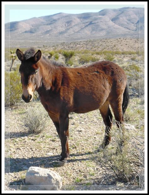 kens photo gallery mule equus mule