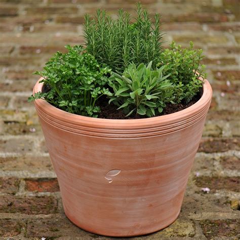buy kitchen garden terracotta pot delivery  crocus