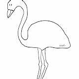 Flamingo Flamenco Coloring Pages sketch template