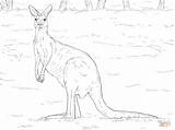 Coloring Pages Kangaroo Grey Western Cute Drawing Kangaroos Supercoloring Comments sketch template