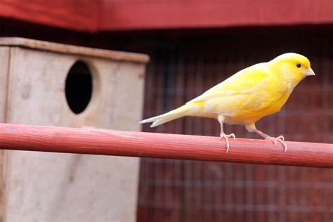 pet canaries canary pets caring   canary