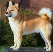 Billedresultat for World dansk Fritid Husdyr hunde racer Spidshunde Shiba. størrelse: 188 x 185. Kilde: www.dyreabc.dk