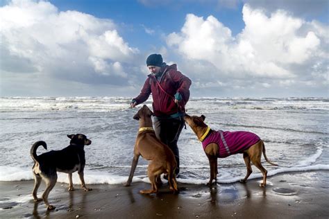 urlaub mit hund  holland  meer hund schuppen fellwechsel