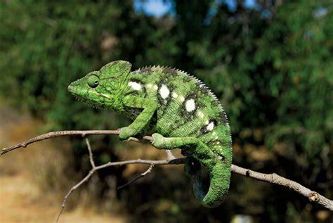 chameleon description camouflage facts britannica