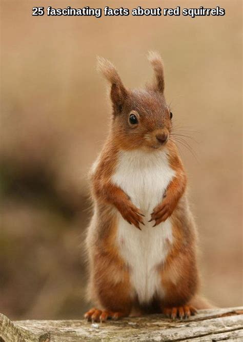 Red Squirrel Guide How To Identify And Best Places To See