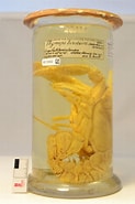 Afbeeldingsresultaten voor "thymops Birsteini". Grootte: 123 x 185. Bron: www.gbif.org
