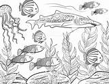 Coloring Fish Underwater Adult School Book Kids Realistic Vector Reef Coral Choose Board Illustration sketch template