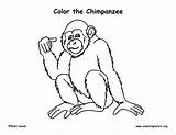 Coloring Chimpanzee Pages Chimp Printable Color Animal Getcolorings Rainforest sketch template